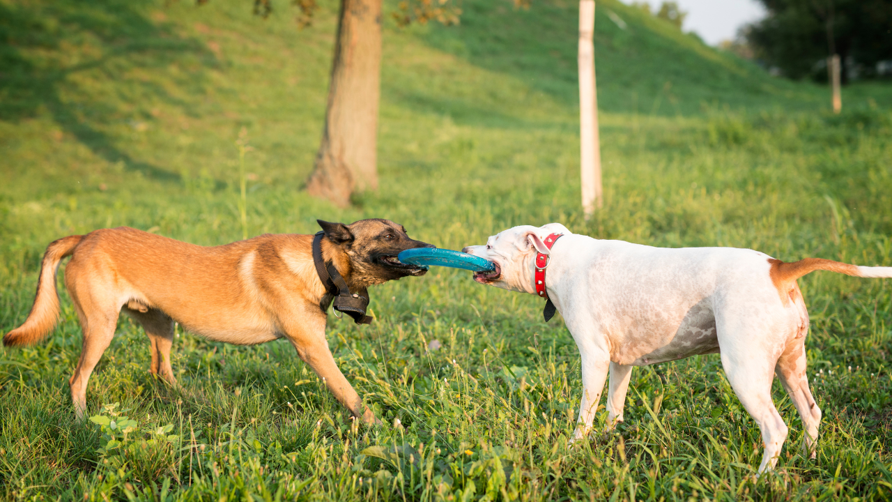 How Trainers Manage Fight & Bite In Doggie Daycare