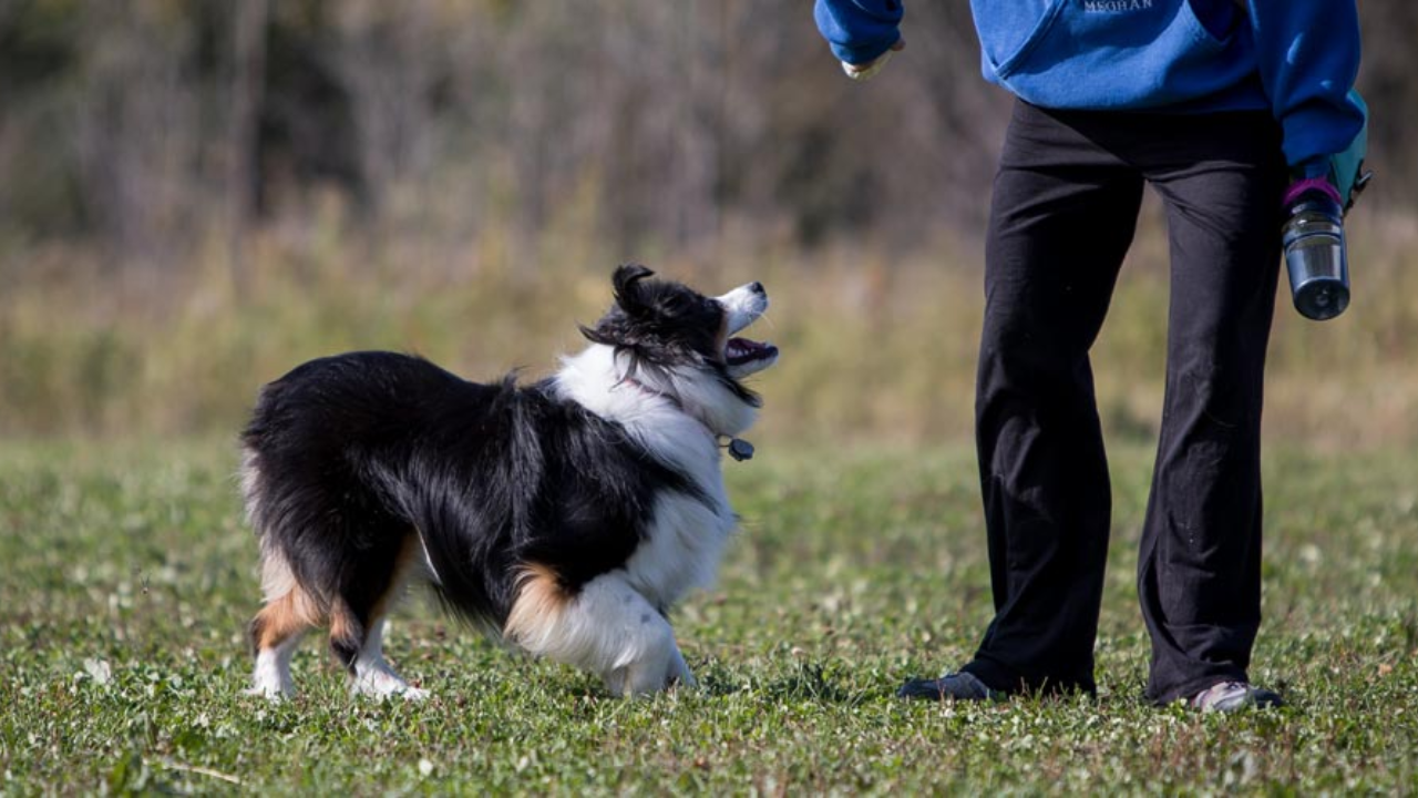 How E-collars Make Off-Leash Training More Reliable