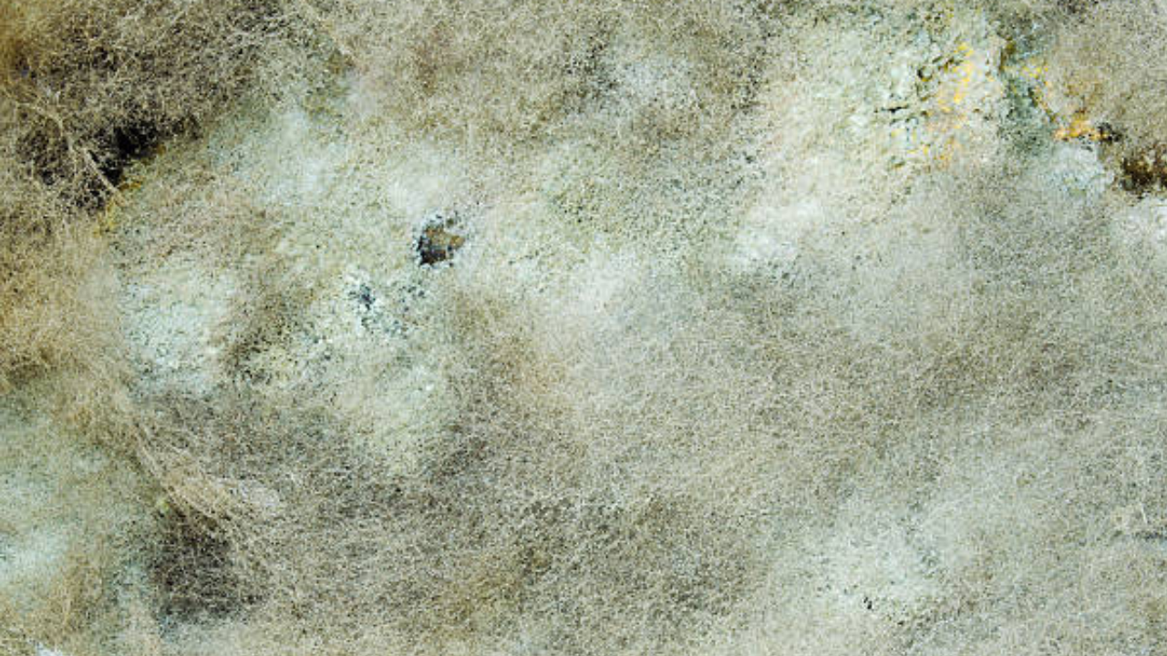 How To Differentiate Between Mold and Dirt or Stains